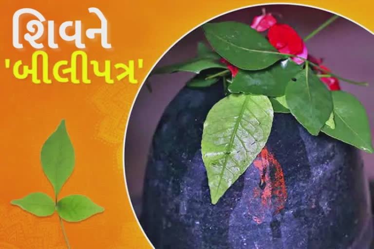 Bhavnagar Mahashivratri 2022: શિવજીને અર્પણ કરાતા બિલિપત્રનું શું છે મહત્વ, જાણો