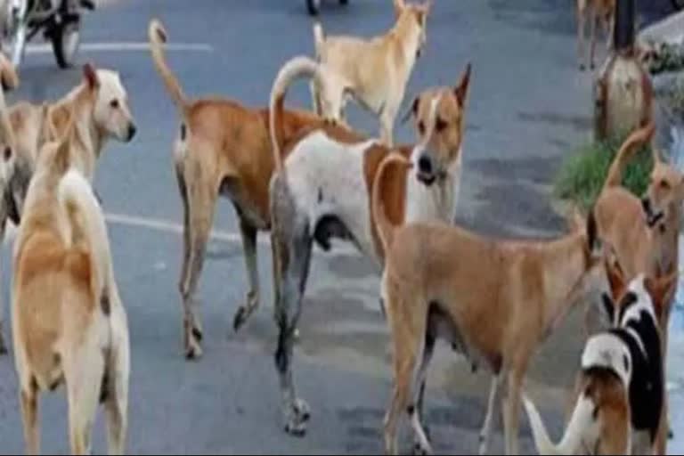 Terror of stray dogs in Ujjain