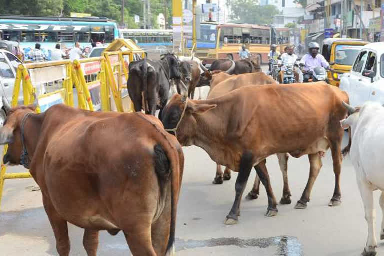 Stray cattle menace a poll issue in UP's sixth phase