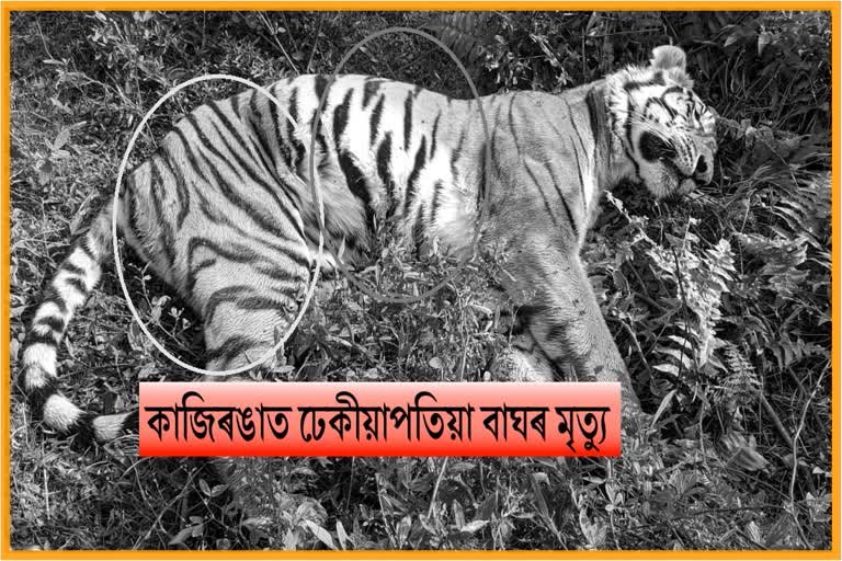 deadbody-of-royal-bengal-found-at-kaziranga-national-park