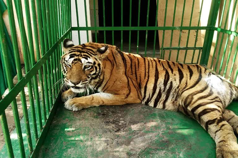 death of female tiger