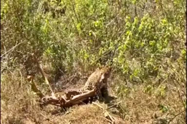 leopard-protected-from-the-fence