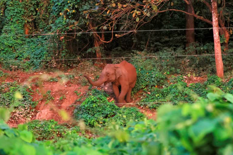 world wild life day latest  palakkad wild animal attack  ലോക വന്യജീവി ദിനം  പാലക്കാട് വന്യജീവി ആക്രമണം