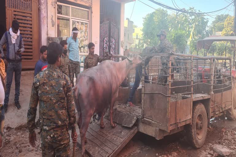 Gwalior nagar nigam seized buffalos