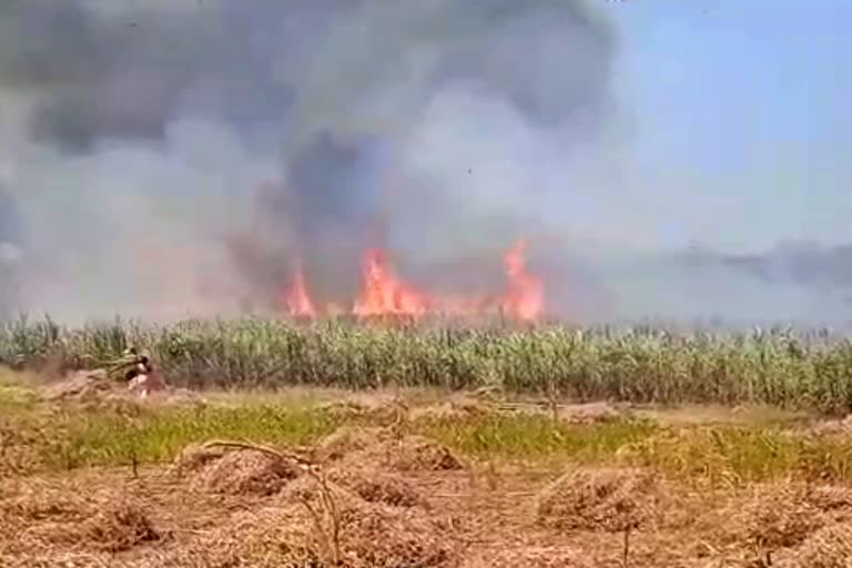 cane-land-burned-by-fire-in-karawara