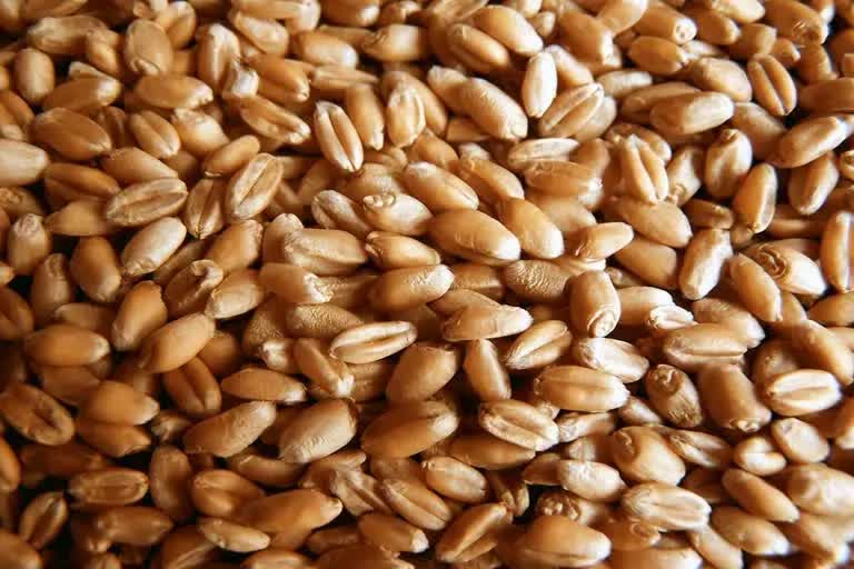 wheat prices set to rise