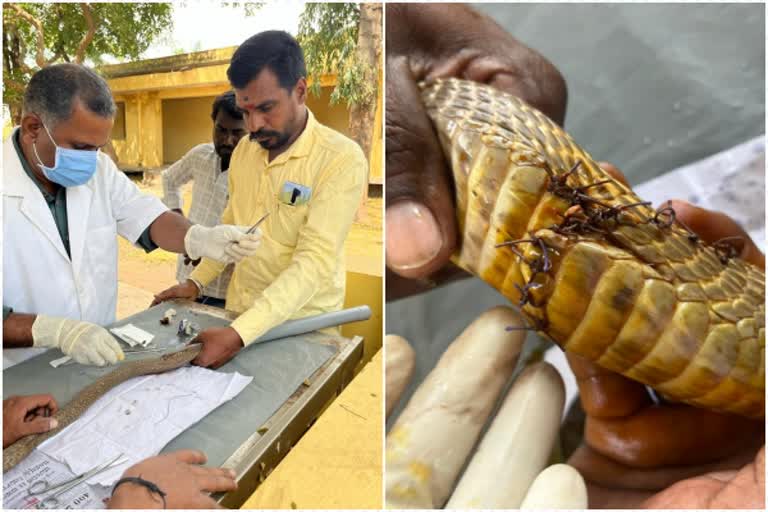 Snake Surgery in Karnataka