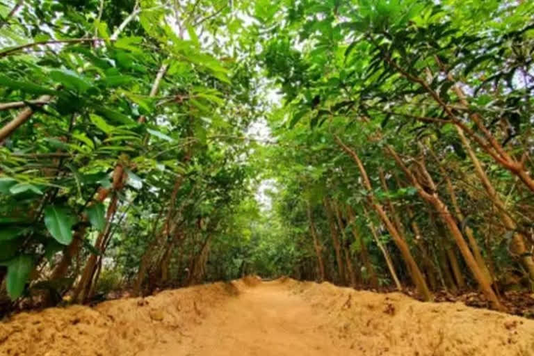 India 'missing' 25.87 mn hectares forests CSE analysis