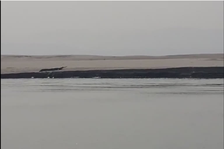 Critically endangered Gharials spotted in Assam's Brahmaputra river