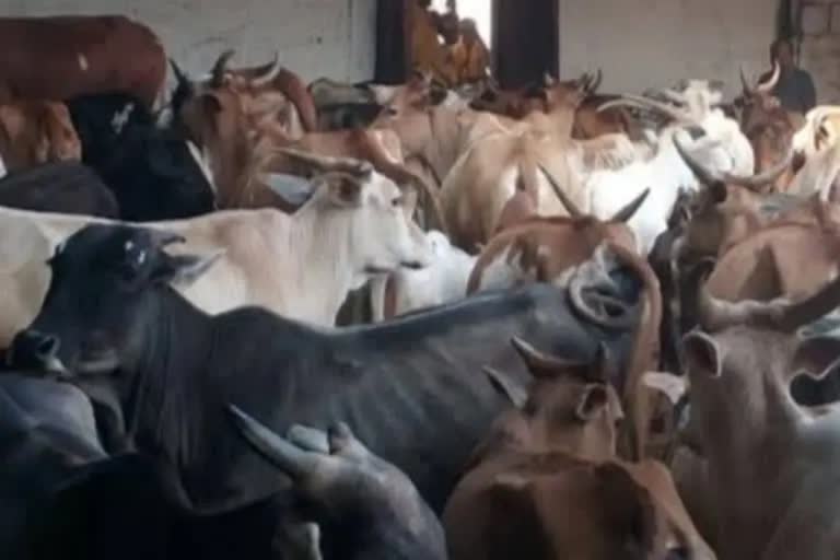 Promotion of Animal Husbandry and Dairying in Karnataka Budget 2022-23