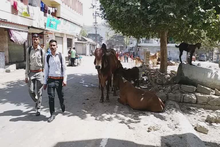 Gujarat Budget 2022: રખડતા ઢોર અને ગાયોની સુરક્ષાને લઈને બજેટમાં કરાયેલી જોગવાઈ લોકોએ આવકારી પરંતુ અમલ અંગે વ્યક્ત કરી શંકા