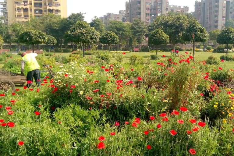 खूबसूरत बागवान