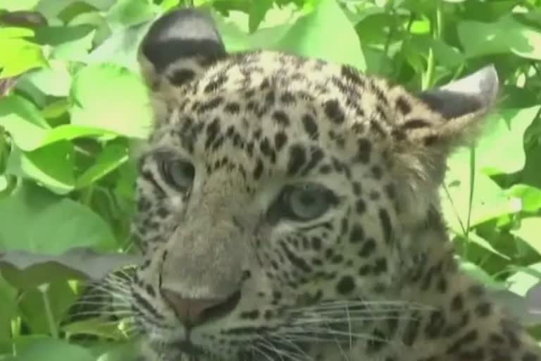 Panther in Surat : મસાડમાં દીપડાએ કોઠારમાં ઘૂસી બે વાછરડાંનો શિકાર કર્યો