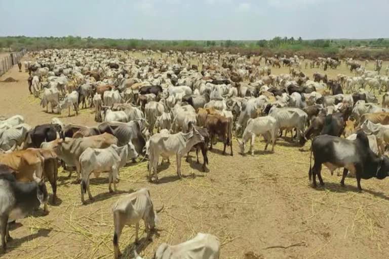 Gau Mata Poshan Yojana: બજેટમાં જાહેર કરાયેલી મુખ્યપ્રધાન ગૌમાતા પોષણ યોજનાને કચ્છના ગૌપ્રેમીઓએ આવકારી