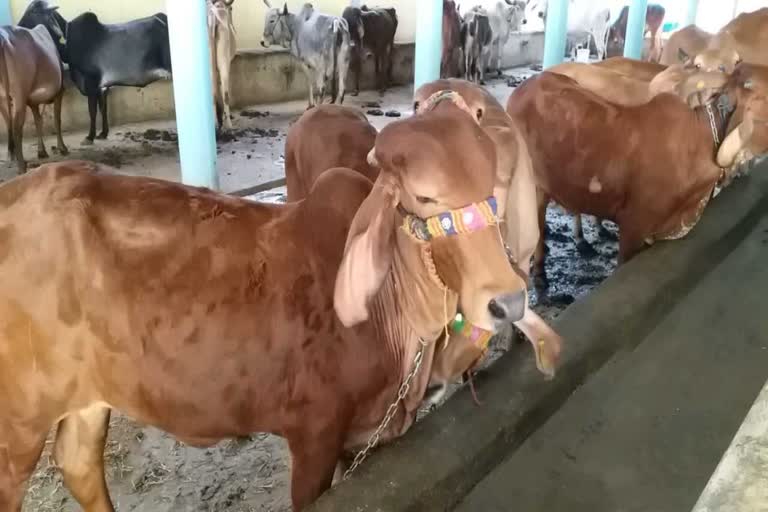 Gaumata Poshan Yojana: યોજના તો બને છે એક પણ રૂપિયો નથી મળતો, જૂનાગઢના શાળા સંચાલકોનો આક્રોશ