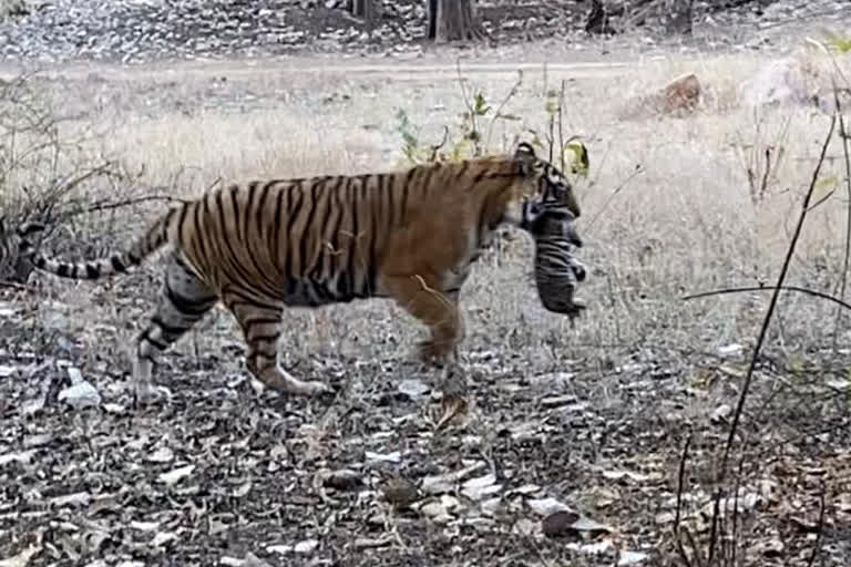Tigress T39 Seen With Cub In Ranthambore Tiger Reserve