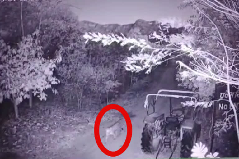 Panther entered Udaipur Sajjangarh Biological Park
