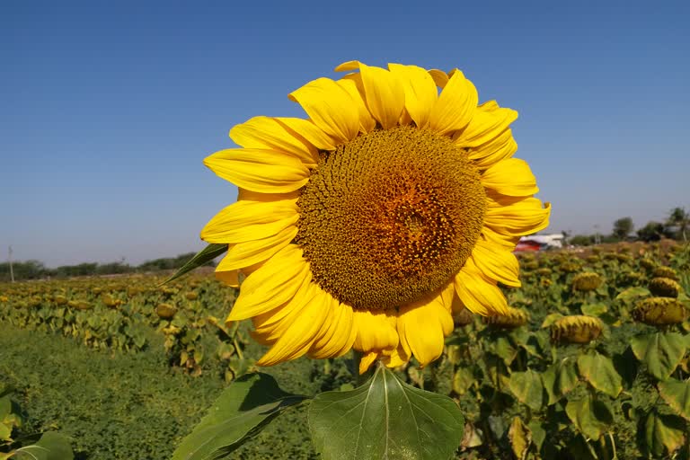 Sunflower cultivation in Junaghad: જૂનાગઢના ખેડૂતનો અનોખો પ્રયોગ, સૂર્યમુખીની ખેતી કરીને મેળવ્યું સફળ ઉત્પાદન