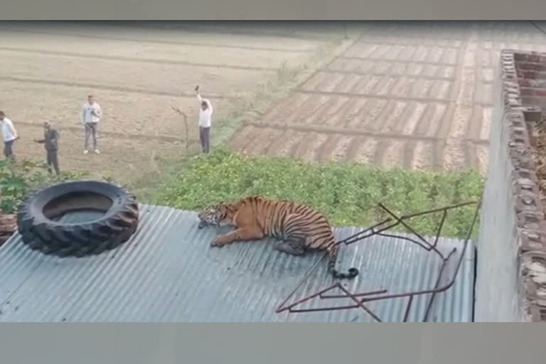 ಮಗುವಿನ ಮೇಲೆ ಹುಲಿ ದಾಳಿ