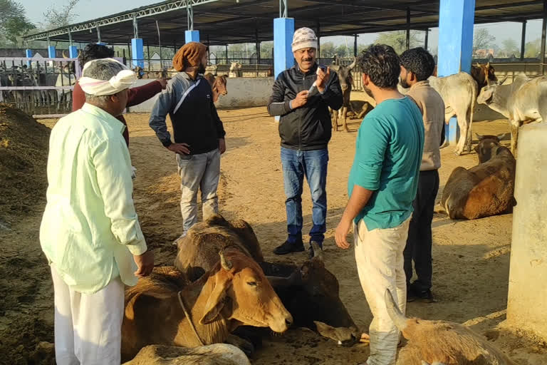 Bansur Police seized truck loaded with cows