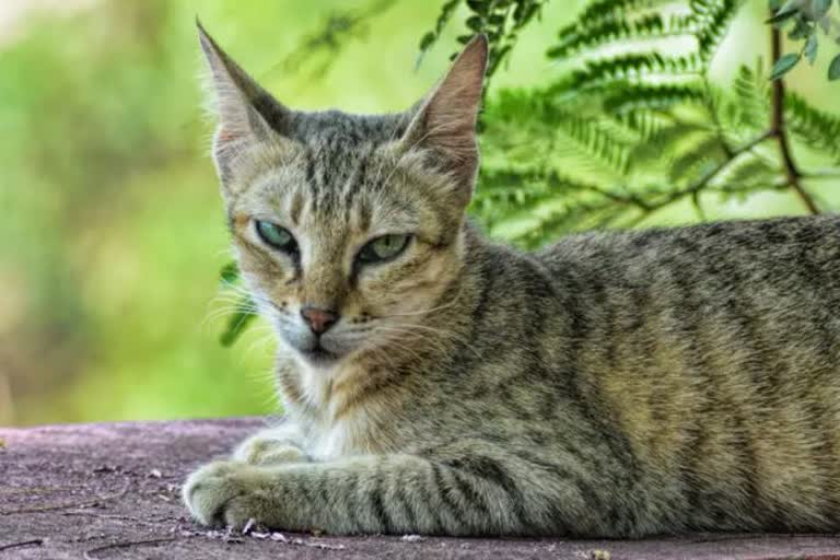 Two women died with a cat bite after two months and Cat also died  ആന്ധ്രയില്‍ പൂച്ചയുടെ കടിയേറ്റ രണ്ട് സ്‌ത്രീകള്‍ രണ്ടുമാസത്തിന് ശേഷം മരിച്ചു  പൂച്ചയുടെ കടിയേറ്റ സ്‌ത്രീകള്‍ മരിച്ചു  Andhra Pradesh: Two women dead due to rabies caused by cat bite in Krishna district  Andhra Pradesh todays news  ആന്ധ്രാപ്രദേശ് ഇന്നത്തെ വാര്‍ത്ത