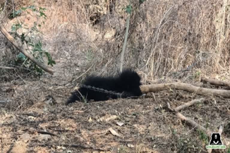 Raisen rescues baby bear trapped in barbed wire MP