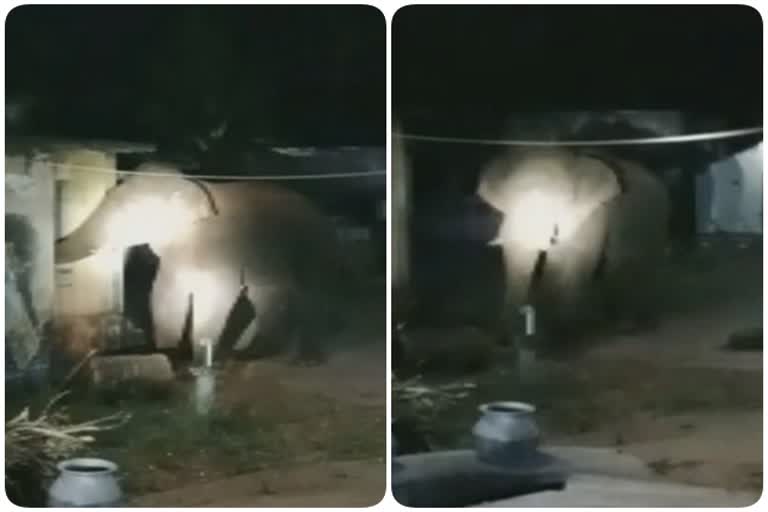 சர்க்கரை, அரிசி, பருப்பு சாப்பிட நள்ளிரவில் ரேஷன் கடைக்கு சென்ற காட்டு யானை..