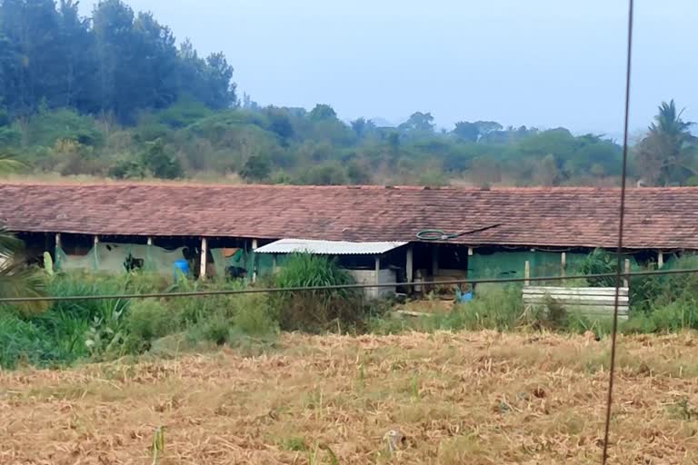 protest against diary farm in attappadi  attappadi village hamlet protest  അട്ടപ്പാടി ഷോളയൂര്‍ നിവാസികള്‍ സ്വാകാര്യ പശുഫാമിനെതിരെ പ്രതിഷേധിക്കുന്നു  അട്ടാപ്പാടി ഊരുനിവാസികളുടെ വിവിധ പ്രശ്ന്നങ്ങള്‍