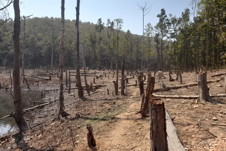 Illegal felling of hundreds of trees in Ramgarh forests