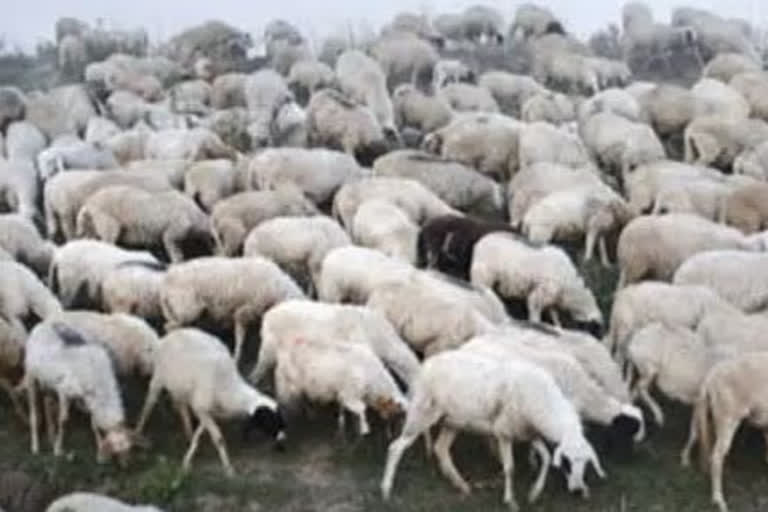 lorry hits and 70 sheeps dead in krishna disrict