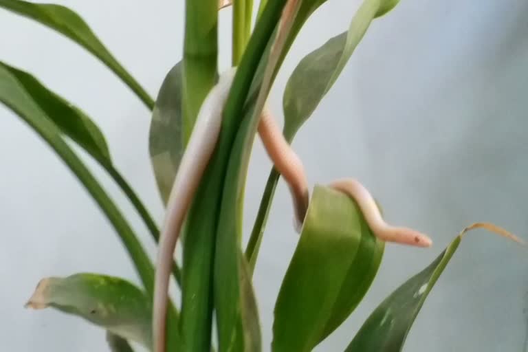 albino snake