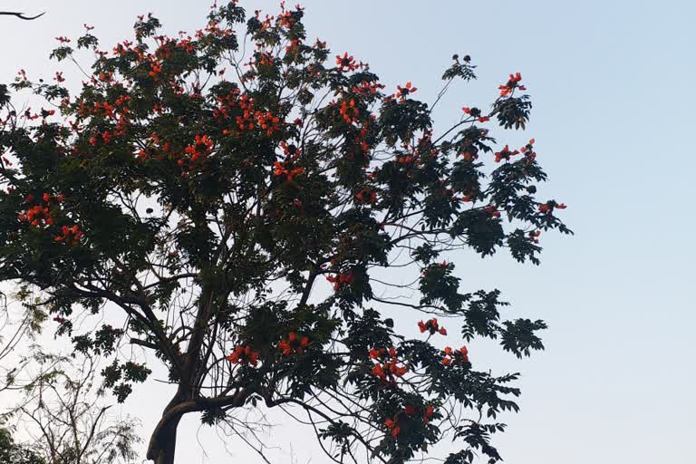 Summer in Bengal