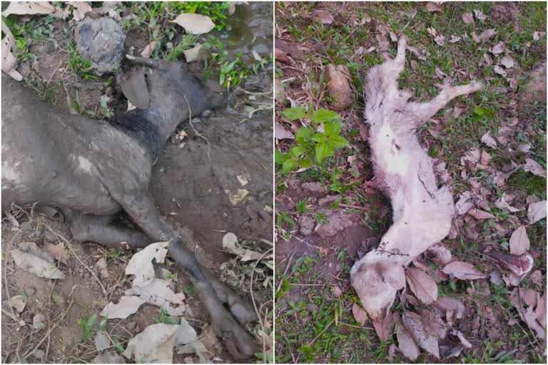 പാലക്കാട് ചെന്നായക്കൂട്ടം ആടുകളെ കൊന്നു  wolves killed the goats in Palakkad  wolves killed the goats  Palakkad local news  പാലക്കാട് വാര്‍ത്ത  ചെന്നായ്‌ക്ക് ആടിനെ കൊന്നു