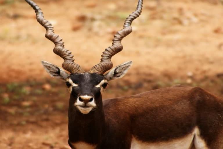 Poachers killed 11 black bucks in andhra pradesh  andhra pradesh todays news  കര്‍ണൂലില്‍ വന്യമൃഗവേട്ട വ്യാപകം  ആന്ധ്രാപ്രദേശിലെ കര്‍ണൂലില്‍ 11 കൃഷ്ണമൃഗങ്ങളെ കൊന്ന് ഇറച്ചിയും തോലുമെടുത്ത നിലയില്‍  Kurnool Poachers killed 11 black bucks  കര്‍ണൂലില്‍ വന്യമൃഗവേട്ടയില്‍ വനംവകുപ്പ് ഉദ്യോഗസ്ഥര്‍ക്കെതിരെ നാട്ടുകാര്‍