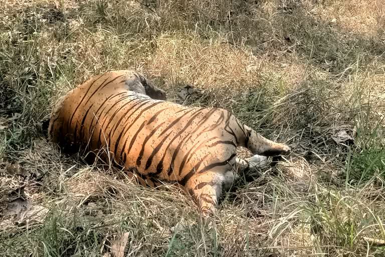 Second tiger died within a week in Pench Tiger Reserve