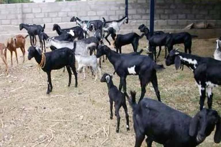 artificial insemination of goats