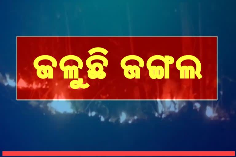 କେନ୍ଦୁଝର ତେଲକୋଇ ଜଙ୍ଗଲରେ ନିଆଁ, ବନ୍ୟଯନ୍ତୁ ଗାଁ ମୁହାଁ