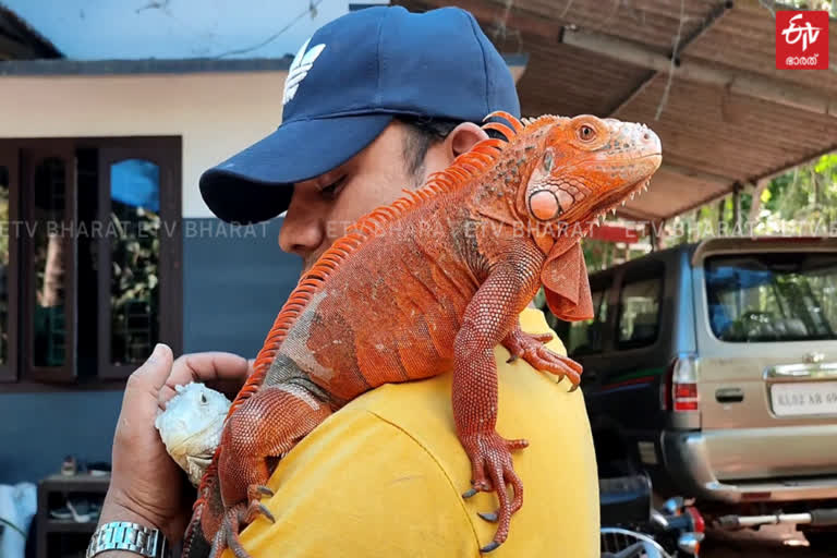 malappuram pet iguana  മലപ്പുറം ഇഗ്വാന  വളര്‍ത്ത് മൃഗം ഇഗ്വാന  ഇഗ്വാന ബ്രീഡിങ്