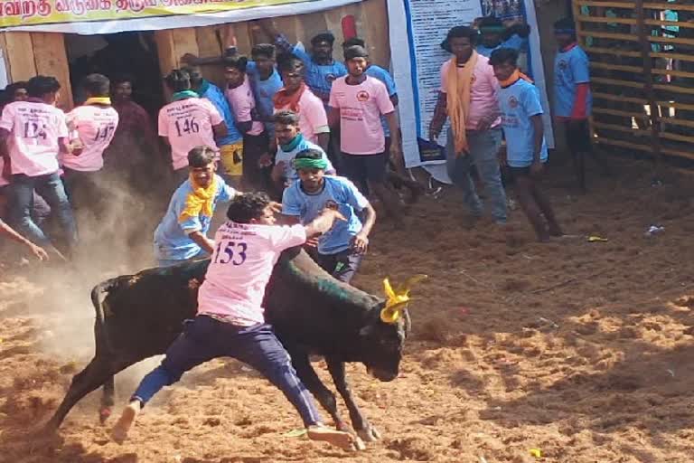 பில்லமநாயக்கன்பட்டி ஜல்லிக்கட்டு - 700 காளைகள், 400 மாடுபிடி வீரர்கள் பங்கேற்பு