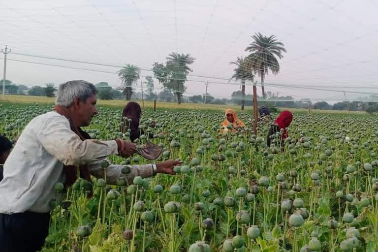 Opium-addicted parrots destroying poppy crops