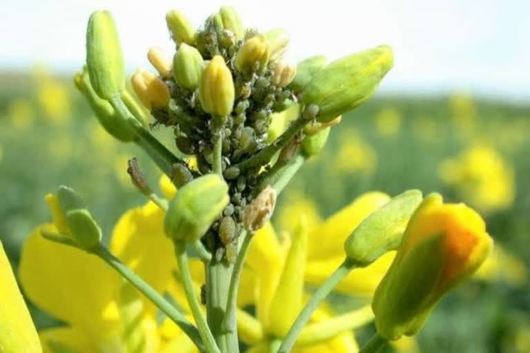 Mustard crop in Haryana