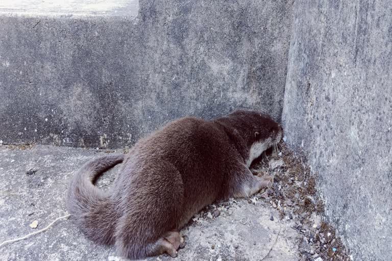 otters found in korba