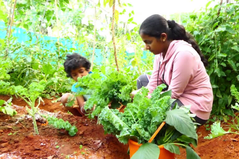 ഇടുക്കി കുട്ടി കര്‍ഷക  രാജാക്കാട് കുട്ടി കര്‍ഷക  വിദ്യാര്‍ഥി ജൈവ കൃഷി  high school student organic farming  idukki young farmer  student organic farming