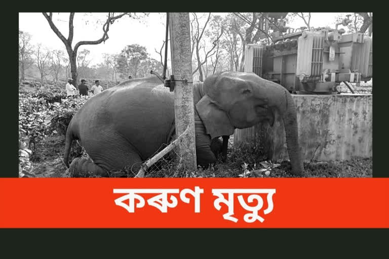 Wild elephant dies in Kaliabor