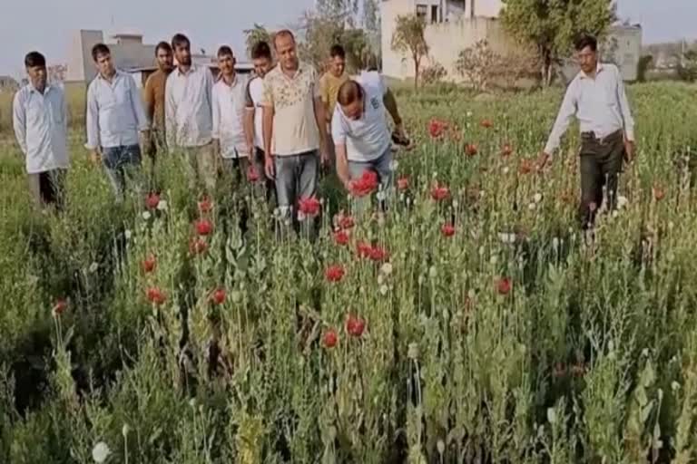 Police raid on illegal opium Crop in Palwal