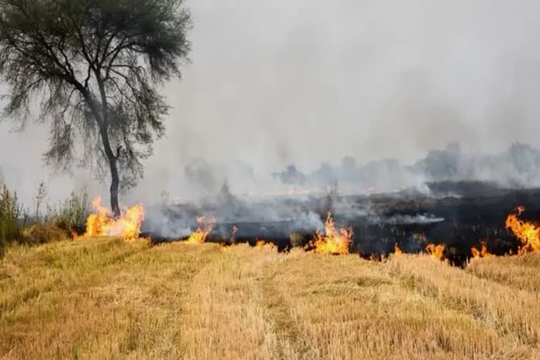 stubble burning in Haryana