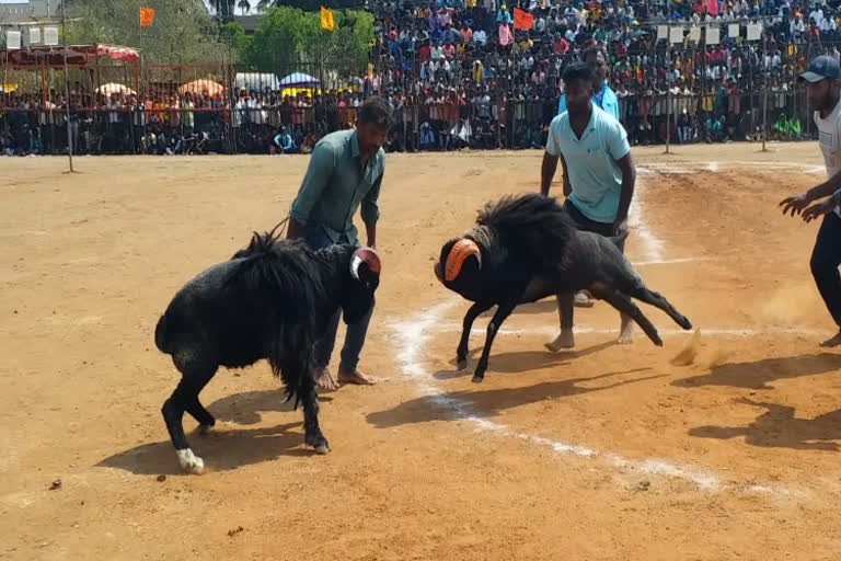 durgamba Fair Sheep Fight in davanagere