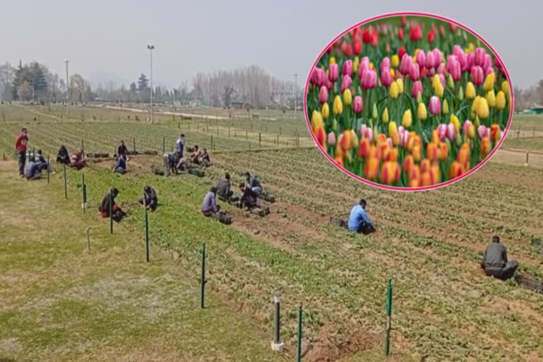 preparation-in-full-swing-for-srinagar's-famous-tulip-garden