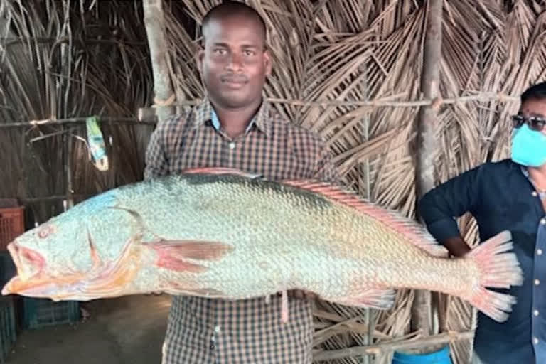 Kachidi Fish in AP