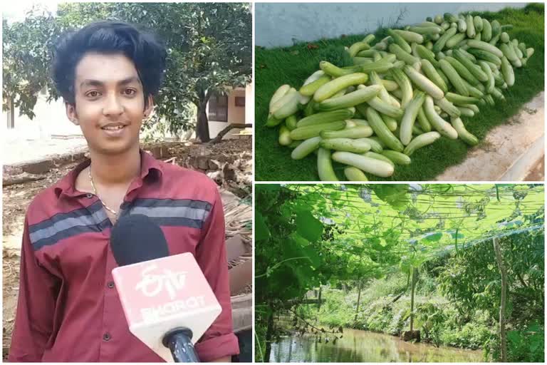 23 year old farmer Sreeraj Nellikunnu in Kasargod  Sreeraj cultivation  Nellikunnu Sreeraj Paddy vegetables cultivation livestock and fisheries  കൃഷിയിൽ നൂറു മേനി കൊയ്‌ത ശ്രീരാജിന്‍റെ വിജയഗാഥ  കാസർകോട് നെല്ലിക്കുന്ന് ശ്രീരാജ്  നെല്ലിക്കുന്ന് സ്വദേശി ശ്രീരാജ് കർഷകൻ  നെൽകൃഷി പച്ചക്കറി കൃഷി പശു വളർത്തൽ മത്സ്യകൃഷി തേനീച്ച കൃഷി ശ്രീരാജ്